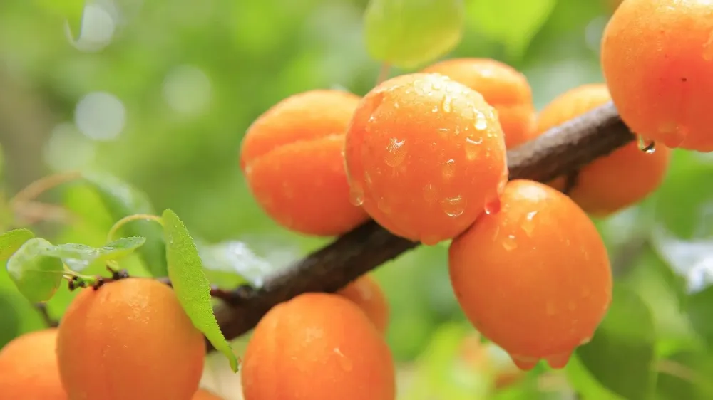 NİĞDE’DE 2 LİRAYA KAYISI ALMIŞLARDI! PEKİ BU YIL?