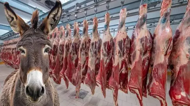 EŞEKLER NEREYE GİTTİ?