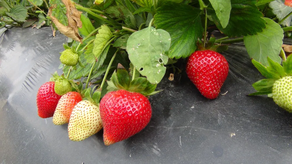 COĞRAFİ İŞARETLİ SİLİFKE ÇİLEĞİ RUSYA, UKRAYNA VE KATAR