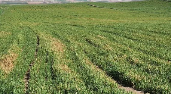 NİĞDE’DE EKİNLER BU HALDE!