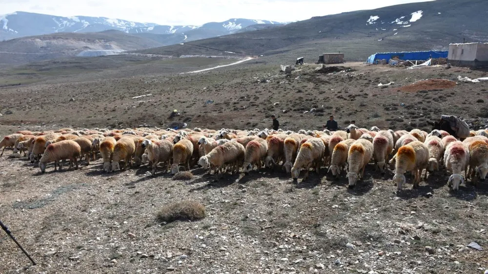 NİĞDE’DE MERALAR YEŞERDİ, ÜRETİCİNİN UMUDU ARTTI