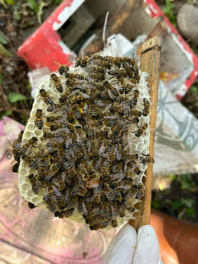 ARI SOKMASINA BAĞLI ALERJİK REAKSİYONLAR ÖLÜME SEBEP OLABİLİR