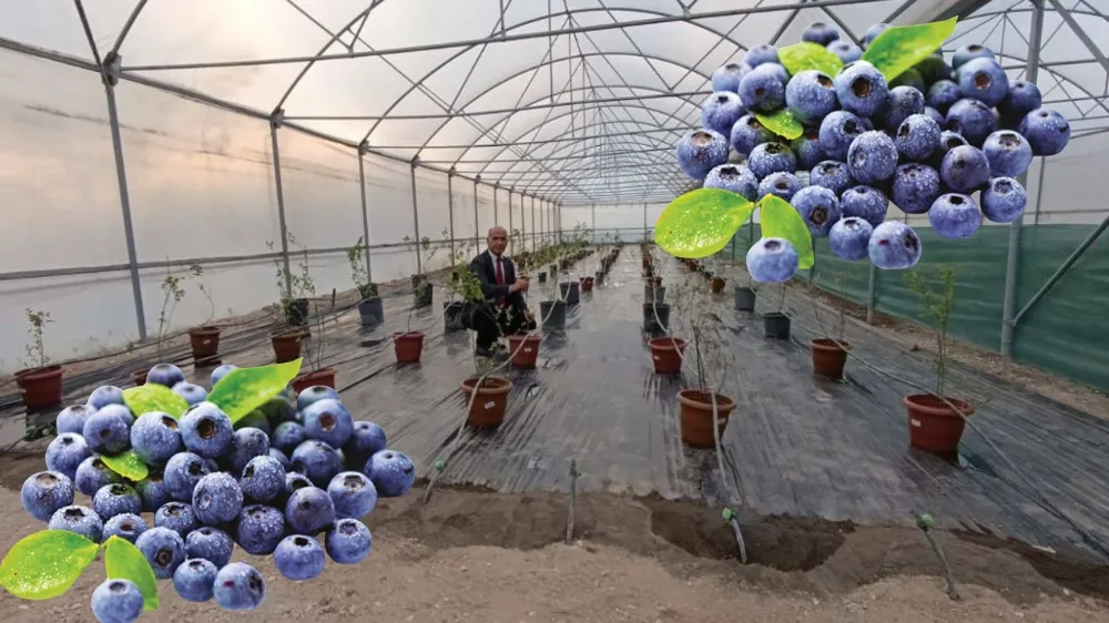 NİĞDE’DE YABAN MERSİNİ YETİŞTİRİLİYOR!