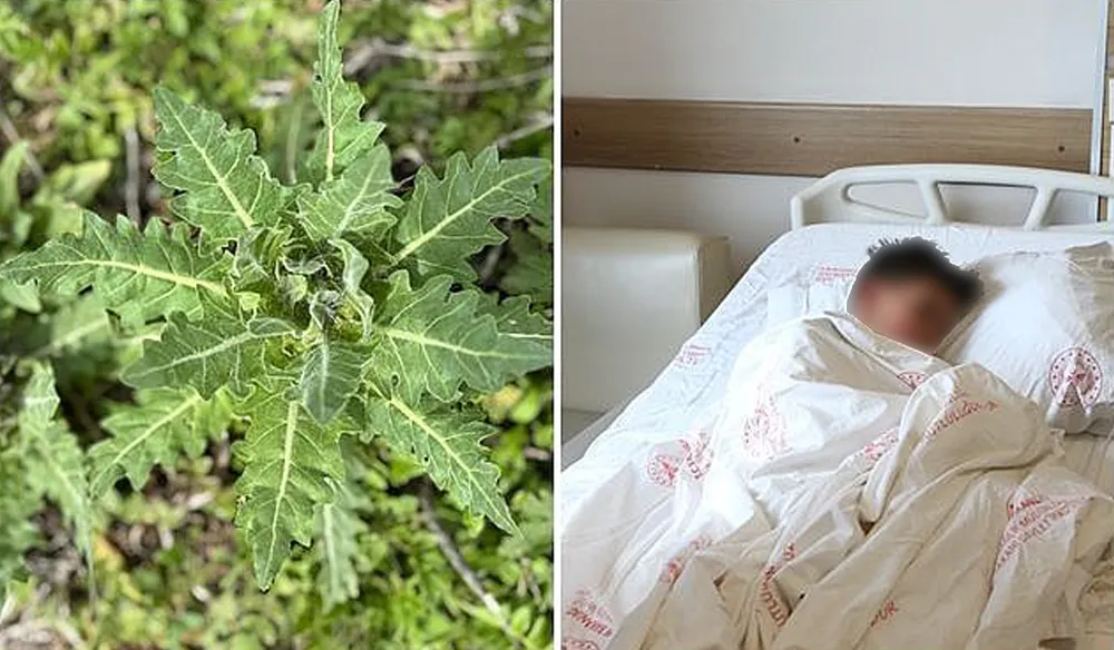 DELİ BAT BAT OTU, YANLIŞ TÜKETİLDİĞİNDE CİDDİ ZEHİRLENMELERE YOL AÇABİLİYOR