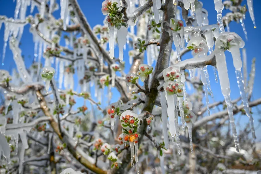 NİĞDE’DE DON AFETİNDEN ETKİLENEN MEYVE ÜRETİCİLERİNE ÖNEMLİ UYARI!