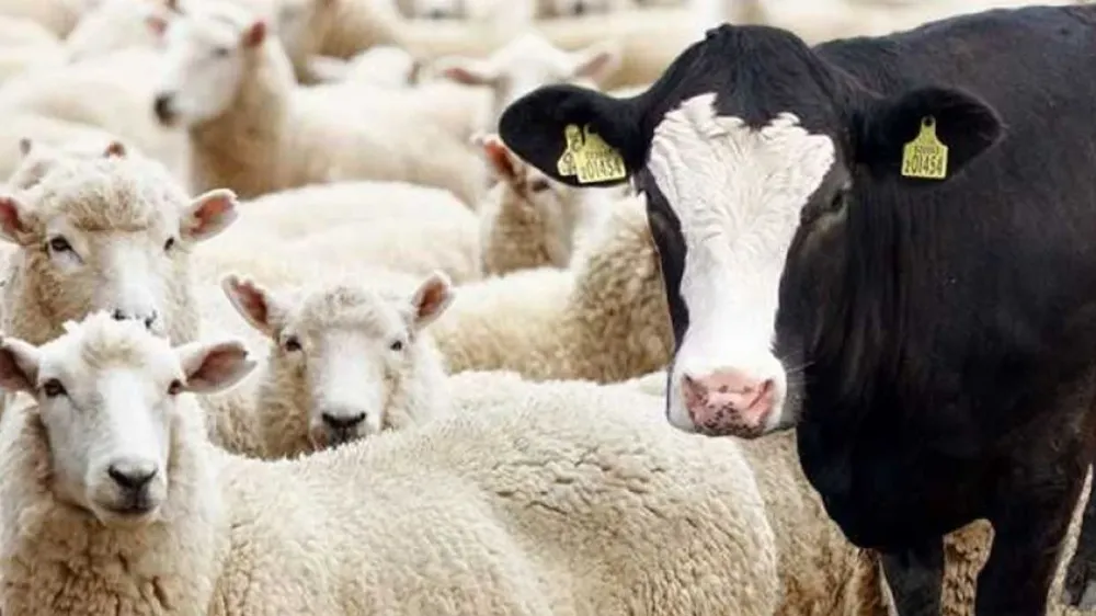 KURBANLIK FİYATI GEÇEN YILA GÖRE YÜZDE 35 ARTTI