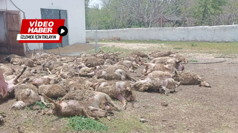 ÇİFTLİĞE GİREN KURTLAR 92 KUZUYU TELEF ETTİ