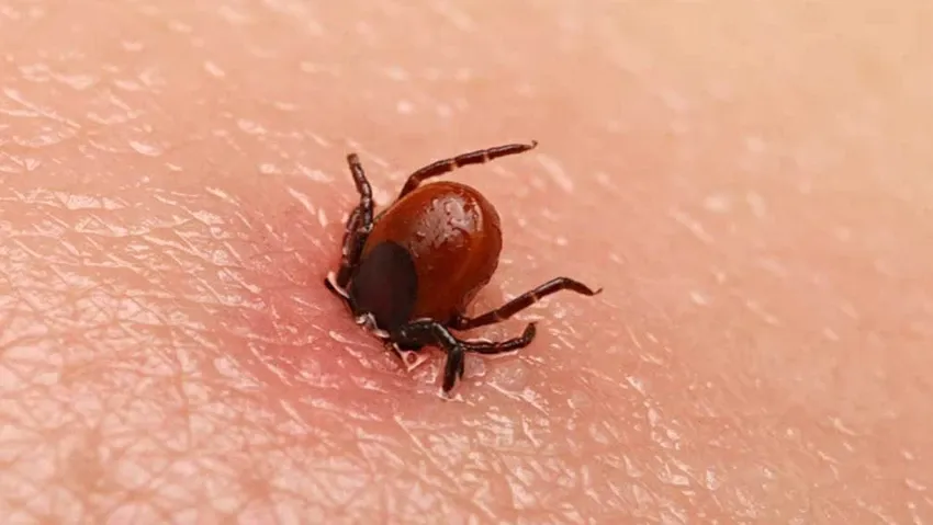 YAZ AYLARARININ KATİLİ, 1,5 YAINDAKİ MİNİK METEHAN