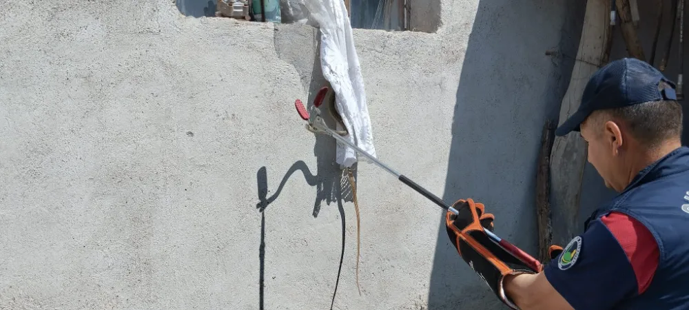 CAMI AÇIK GÖREN DEV YILAN EVE GİRDİ, ORTALIK KARIŞTI