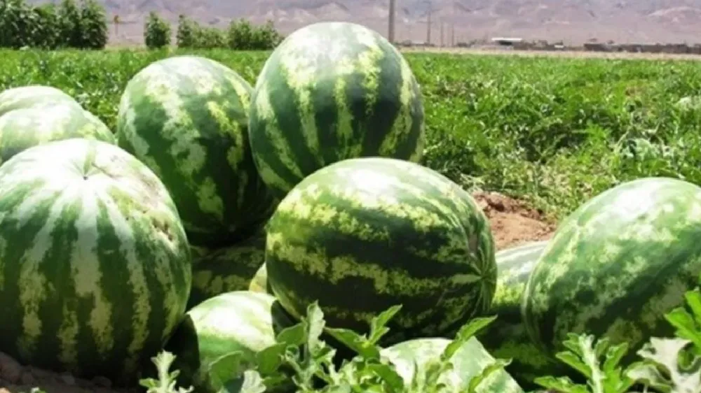 TARLADA KİLOSU 7 LİRA MARKETTE 40 LİRA