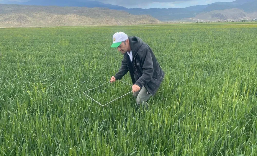 NİĞDE’DE SÜNEYLE MÜCADELE BAŞLADI