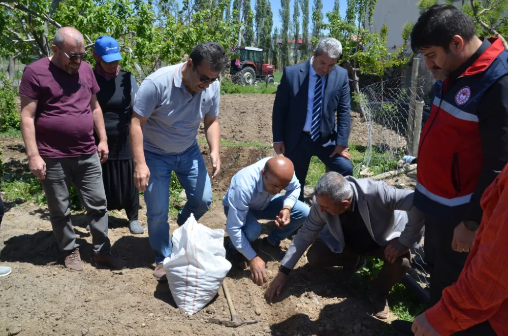 ÇİFTLİK İLÇESİNDE SALEP YUMRUSU DAĞITIMIYLA ÜRETİM DESTEKLENİYOR