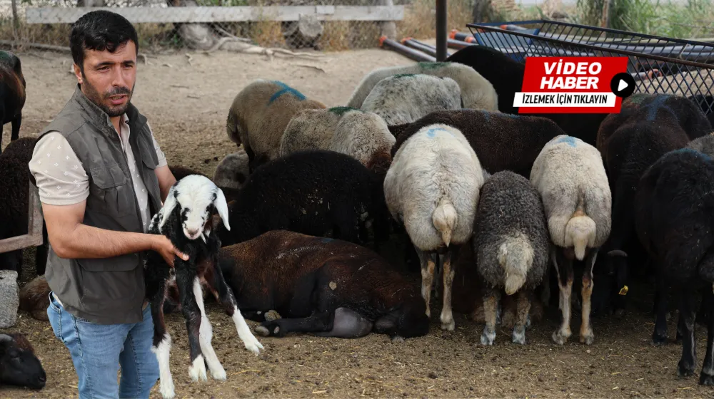 MERAYA DÖKÜLEN ZEHİR 77 KOYUNU TELEF ETTİ, ONLARCA KUZU ANNESİZ KALDI