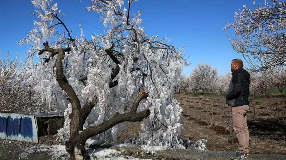 NİĞDELİ ÜRETİCİLER DÖRT GÖZLE BEKLİYOR! DON ZARAR PARALARI NE ZAMAN GELECEK?