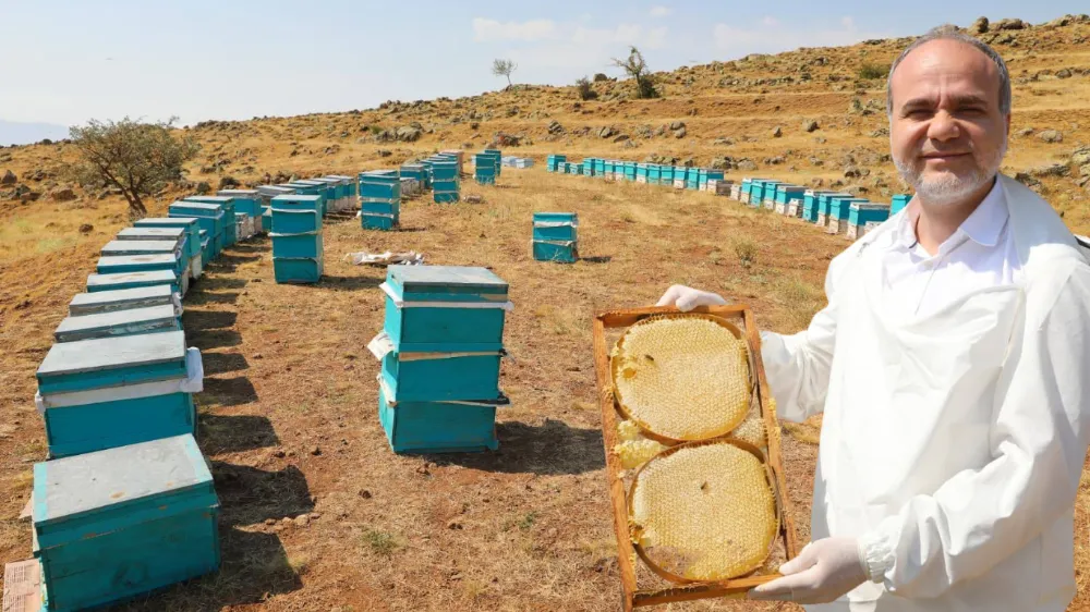 NÖHÜ’DE BAL HASADI BAŞLADI