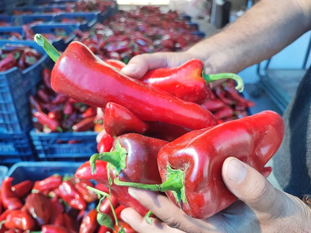SALÇALIK BİBER SEZONU BAŞLADI